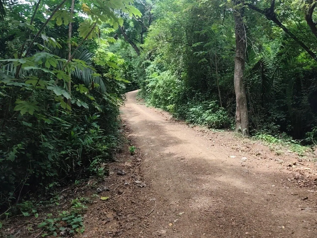 Camino interno de tierra entre el bosque