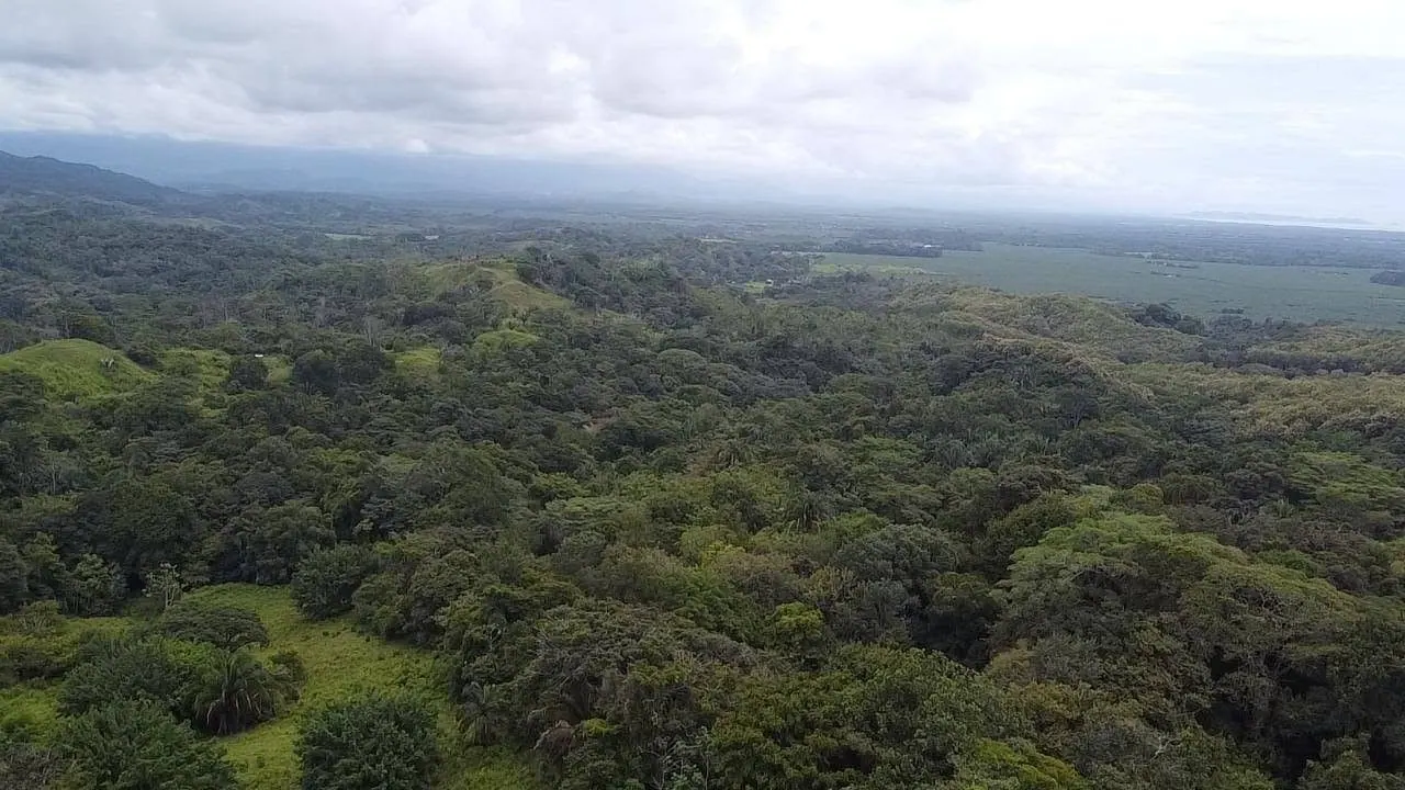 Toma aérea del bosque