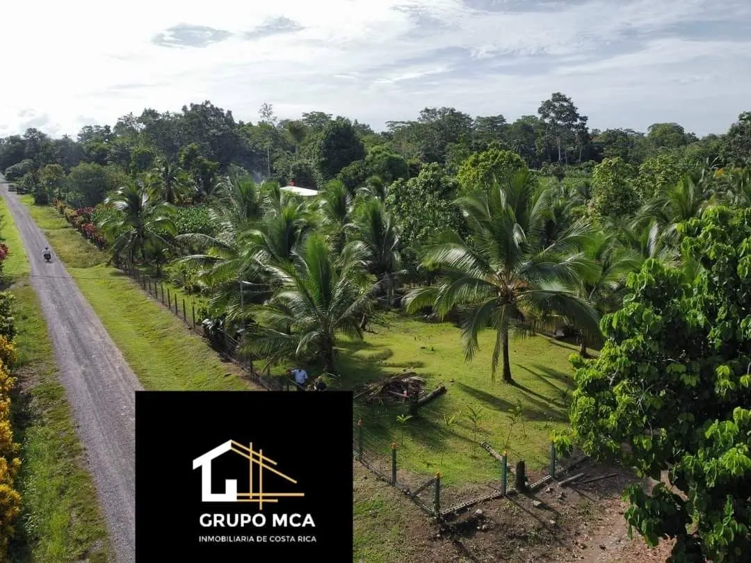Terreno con palmeras junto a la calle
