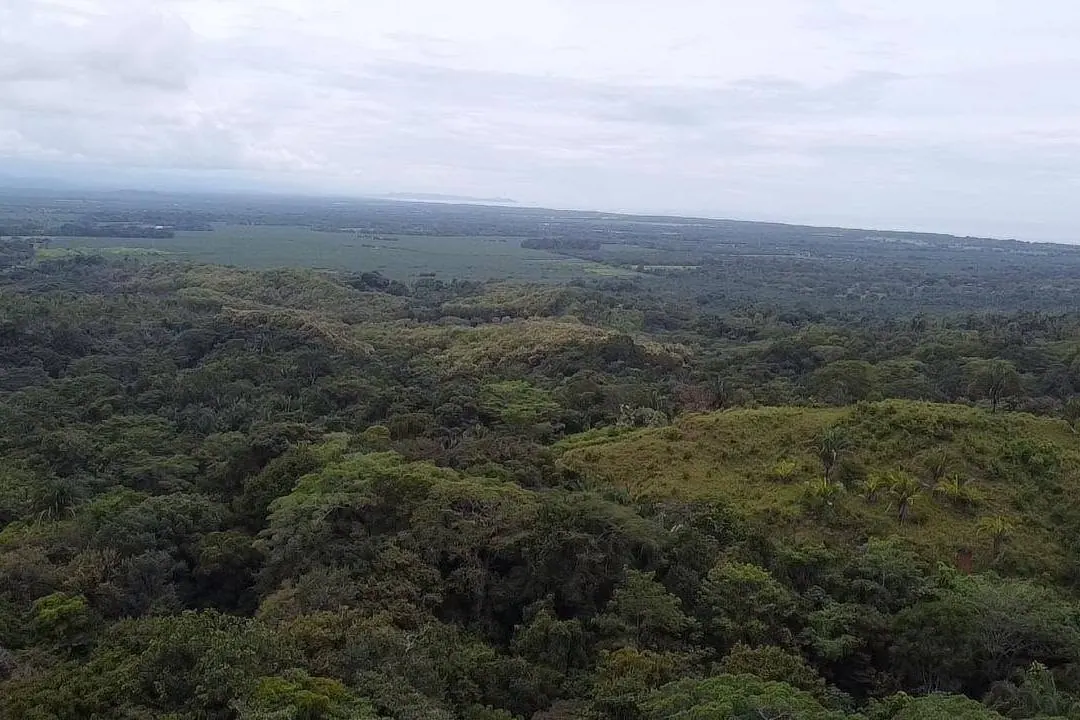 Toma aérea de bosque y lomas hasta el horizonte
