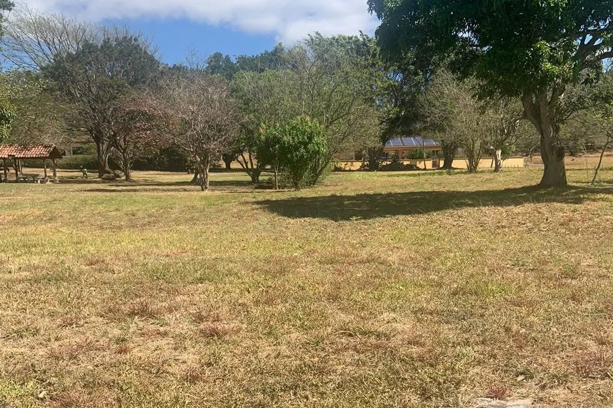 Lote plano con zacate y árboles