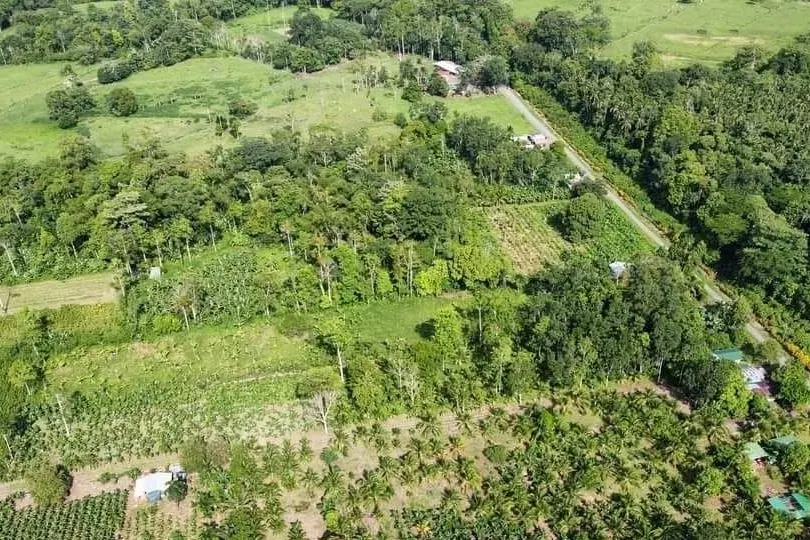Toma aérea de terrenos con cultivos y árboles