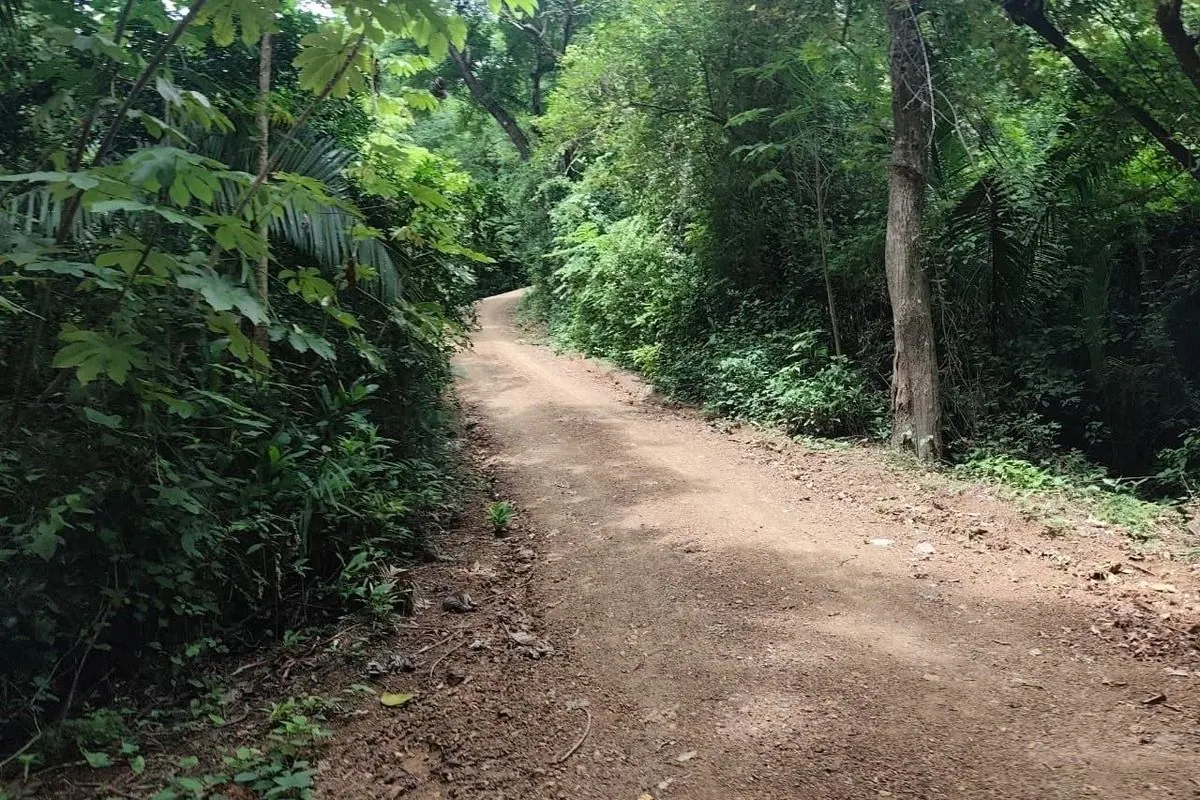 Camino interno de tierra rodeado de bosque